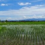 Anggaran OPLA Non Rawa 2025 di Barru Rp8,9 Miliar, Kadis Pertanian Bantah Rp41,4 Miliar