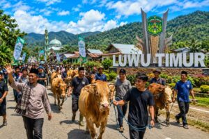 Idul Adha 1447 H, Hewan Qurban di Luwu Timur Capai 2.206 Ekor